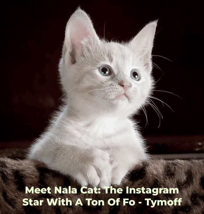 Meet Nala Cat: The Instagram Star With A Ton Of Fo – Tymoff