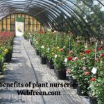 Green Thumb Mysteries: Opening the Benefits of Plant Nurseries Webfreen.com