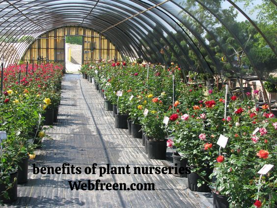 Green Thumb Mysteries: Opening the Benefits of Plant Nurseries Webfreen.com