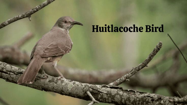 The Baffling Huitlacoche Bird: An Excursion into Legend and Reality