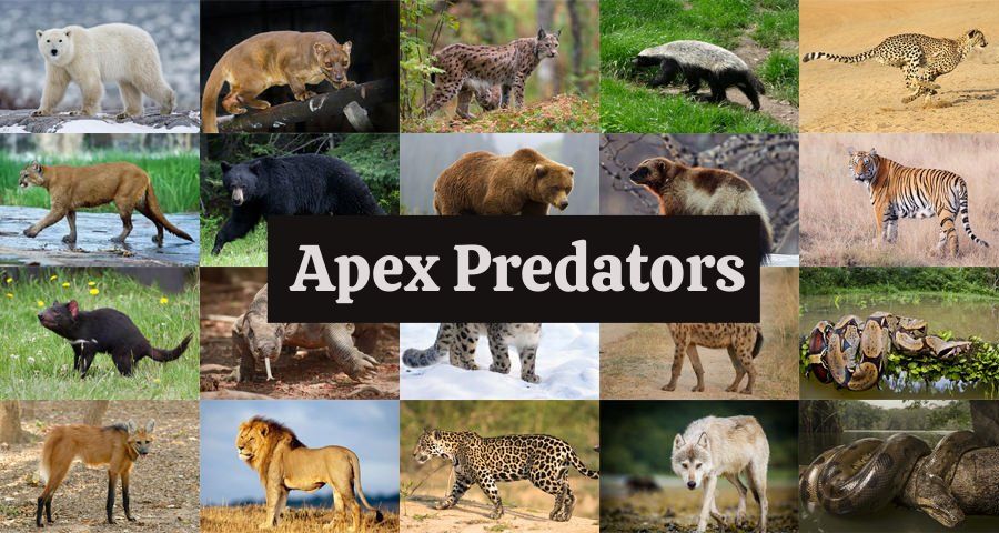 The Apex Predators: Masters of the Food Chain and Why They Matter