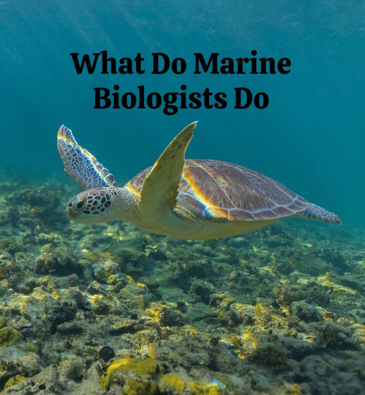 Diving Deep: What Do Marine Biologists Do? A Day in the Life of Ocean Explorers”