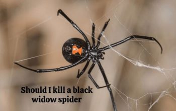 Should I Kill a Black Widow Spider? Pros and Cons