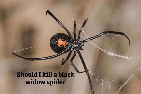 Should I Kill a Black Widow Spider? Pros and Cons